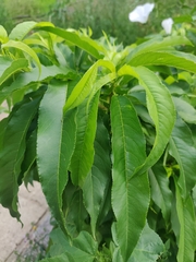 Prunus persica nucipersica