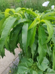 Prunus persica nucipersica