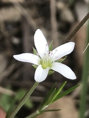 Arenaria lanuginosa
