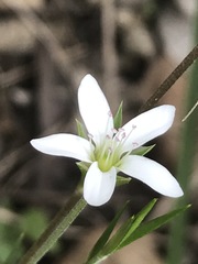 Arenaria lanuginosa