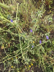 Cichorium pumilum