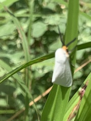 Pygarctia flavidorsalis