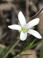 Arenaria lanuginosa