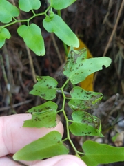 Neomusotima conspurcatalis