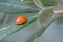 Adalia decempunctata