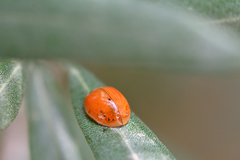 Adalia decempunctata