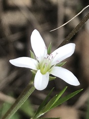 Arenaria lanuginosa