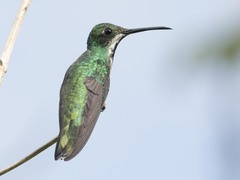Anthracothorax nigricollis