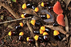 Cnestis polyphylla