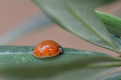 Adalia decempunctata