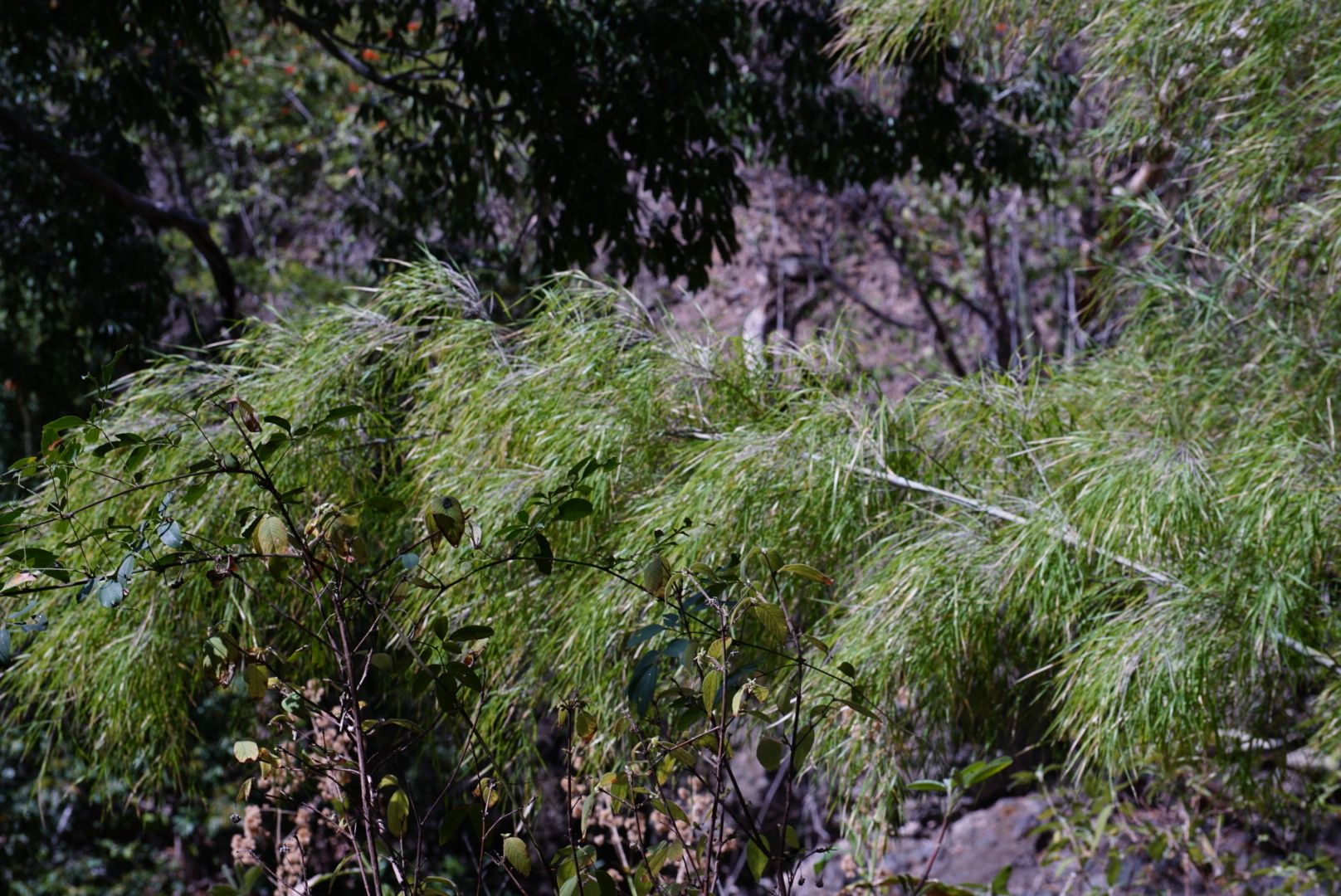 Otatea acuminata