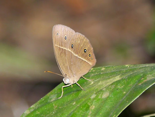 Bicyclus medontias