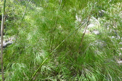 Otatea acuminata