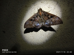 Ischyja marapok