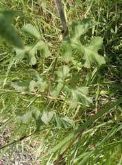 Heracleum sphondylium sphondylium