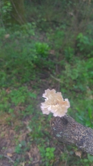 Cymatoderma caperatum