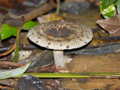 Russula meleagris