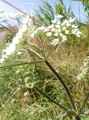 Heracleum sphondylium sphondylium