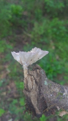 Cymatoderma caperatum