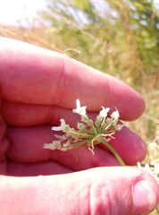 Heracleum sphondylium sphondylium