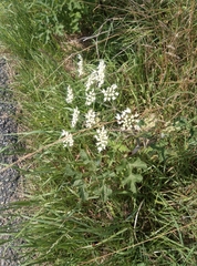 Heracleum sphondylium sphondylium