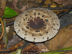 Russula meleagris