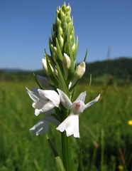 Dactylorhiza maculata transsilvanica
