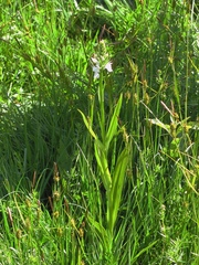 Dactylorhiza maculata transsilvanica
