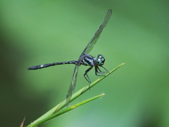 Neodythemis preussi