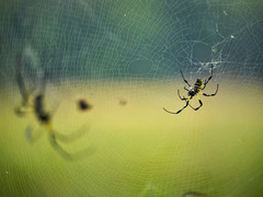 Trichonephila turneri