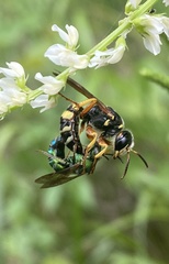 Philanthus ventilabris