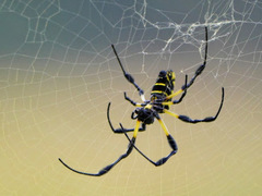 Trichonephila turneri