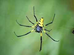Trichonephila turneri