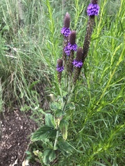 Verbena macdougalii