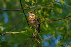 Turdus iliacus