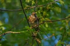 Turdus iliacus