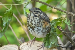 Turdus iliacus