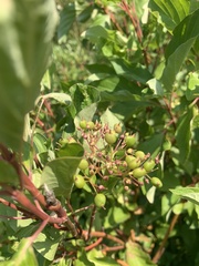 Cornus sericea sericea