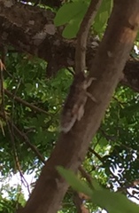 Cicadidae