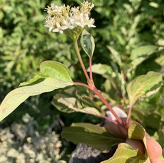 Cornus sericea sericea