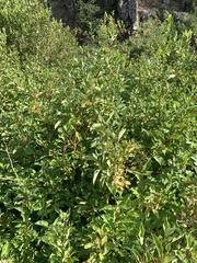 Cornus sericea sericea