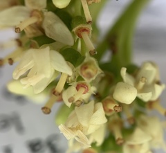 Cornus sericea sericea
