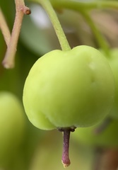 Cornus sericea sericea