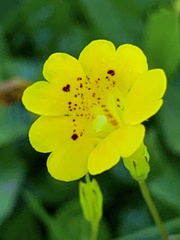 Erythranthe primuloides