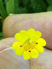 Erythranthe primuloides
