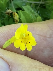 Erythranthe primuloides