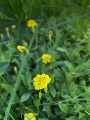 Erythranthe primuloides
