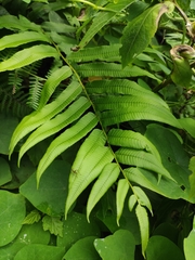 Menisciopsis penangiana