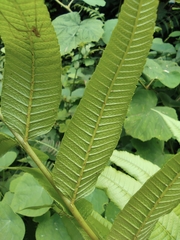 Menisciopsis penangiana