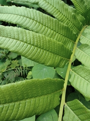 Menisciopsis penangiana